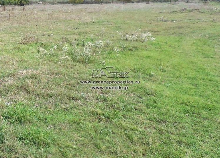 Αγροτεμάχια 5.000 τ.μ. προς πώληση, Καλλιθέα Κασσάνδρας
