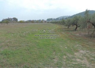 Αγροτεμάχια 5.000 τ.μ. για πώληση, Χαλκιδική, Κασσάνδρα-thumb-5