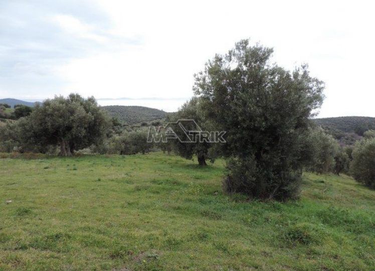 Αγροτεμάχια 16.000 τ.μ. προς πώληση, Νέος Μαρμαράς