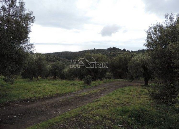 Αγροτεμάχια 16.000 τ.μ. προς πώληση, Νέος Μαρμαράς