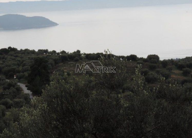 Αγροτεμάχια 16.000 τ.μ. προς πώληση, Νέος Μαρμαράς