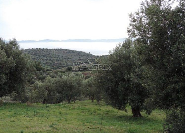 Αγροτεμάχια 16.000 τ.μ. προς πώληση, Νέος Μαρμαράς