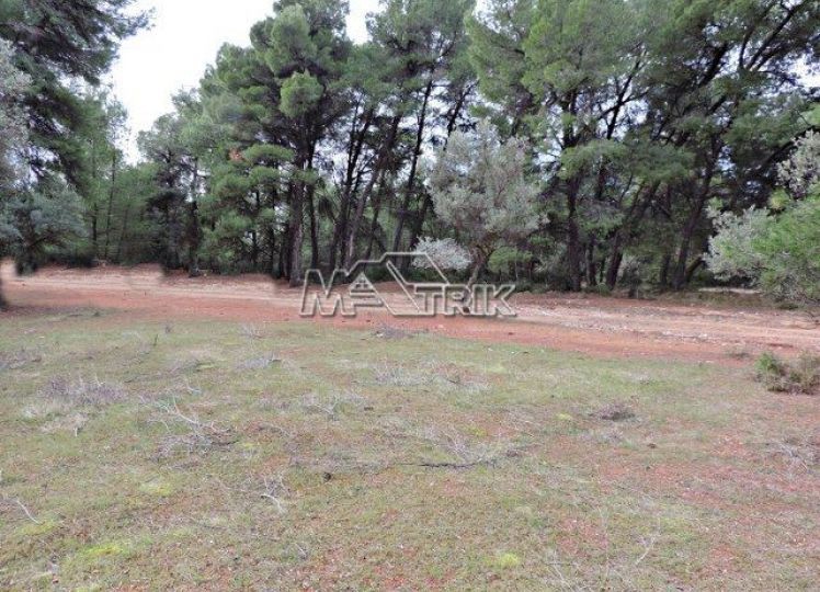 Αγροτεμάχια 4.175 τ.μ. προς πώληση, Νικήτη