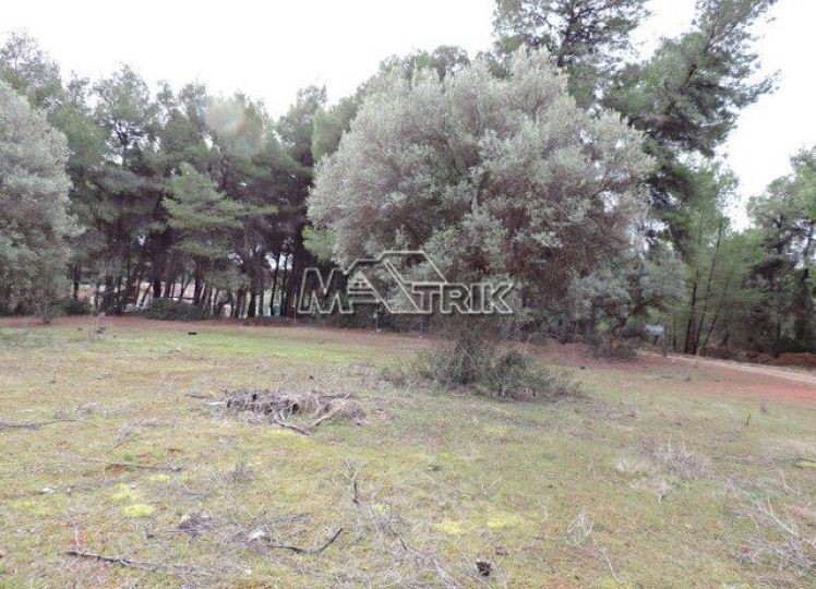 Αγροτεμάχια 4.175 τ.μ. προς πώληση, Νικήτη