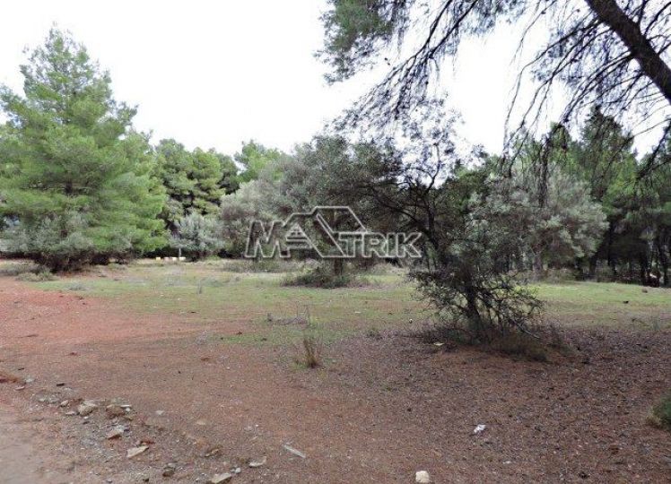 Αγροτεμάχια 4.175 τ.μ. προς πώληση, Νικήτη