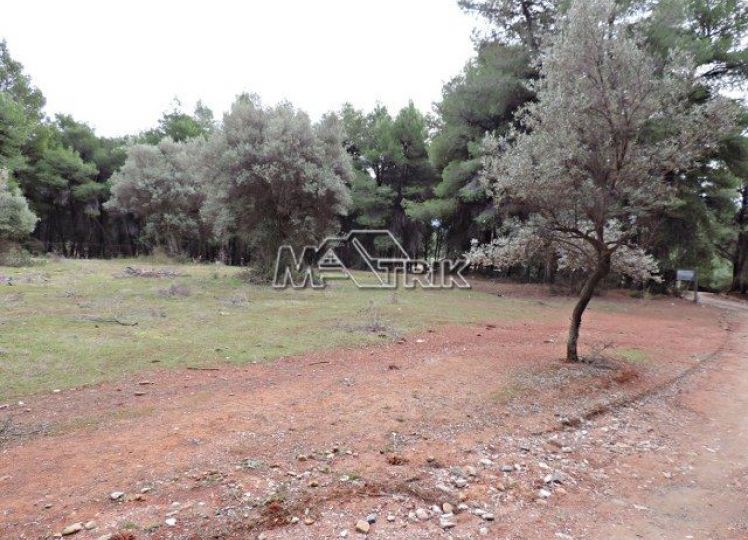 Αγροτεμάχια 4.175 τ.μ. προς πώληση, Νικήτη