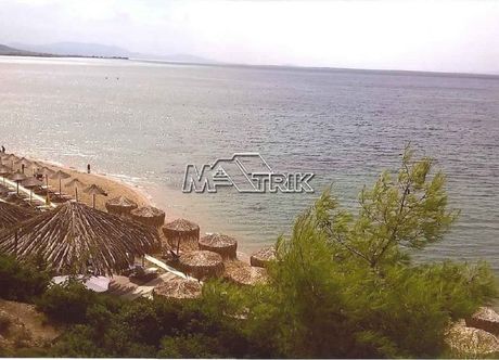 Αγροτεμάχια 4.913 τ.μ. για πώληση