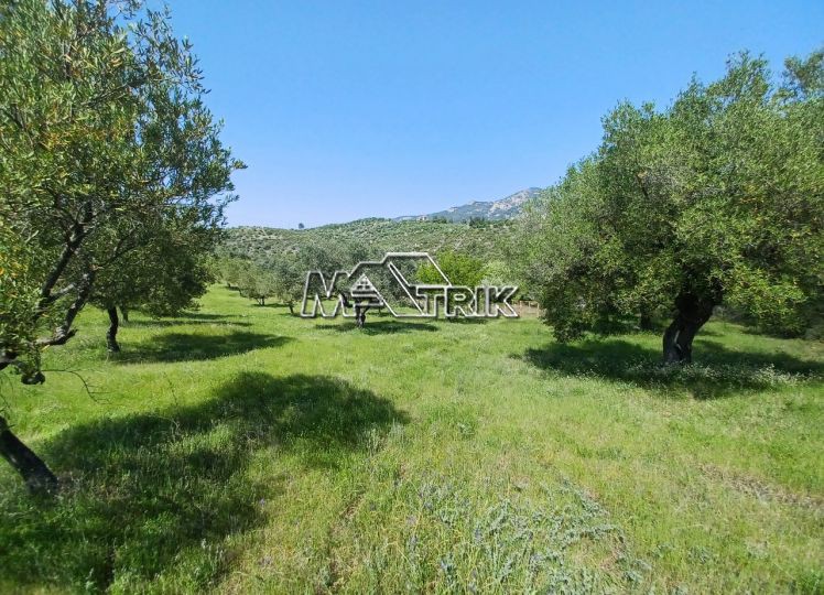 Αγροτεμάχια 3.690 τ.μ. προς πώληση, Νέος Μαρμαράς
