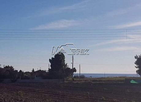 Αγροτεμάχια 8.778 τ.μ. για πώληση