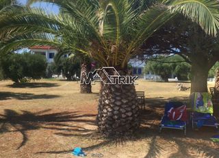 Αγροτεμάχια 4.002 τ.μ. προς πώληση, Ελιά Σιθωνίας-thumb-3