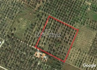 Αγροτεμάχια 6.712 τ.μ. για πώληση, Χαλκιδική, Ορμύλια-thumb-2