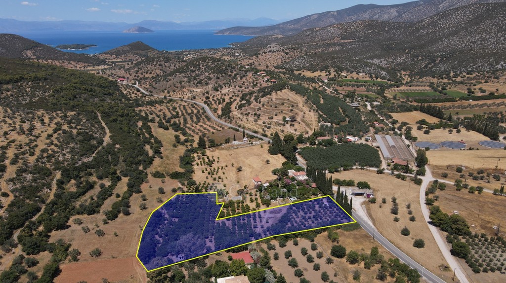 Αγροτεμάχια 8.736 τ.μ. προς πώληση, Αργολίδα, Κρανίδι