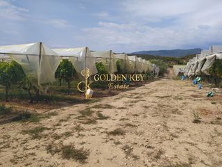 Αγροτεμάχια 25.000 τ.μ. για πώληση, Ν. Καβάλας, Ελευθερές-thumb-6