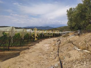 Αγροτεμάχια 25.000 τ.μ. για πώληση, Ν. Καβάλας, Ελευθερές-thumb-3