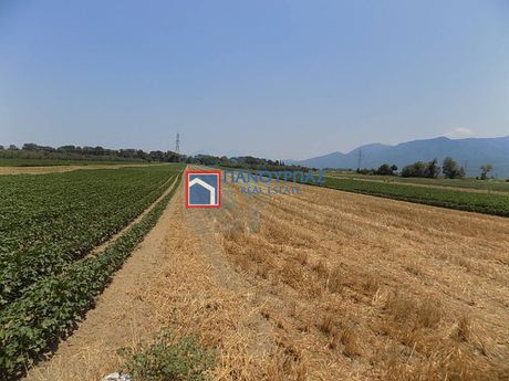 Αγροτεμάχια 13.173τ.μ. για πώληση-Γοργοπόταμος » Μοσχοχώρι