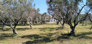 Άλλο 70 τ.μ. για πώληση, Εβρος, Αλεξανδρούπολη-thumb-8