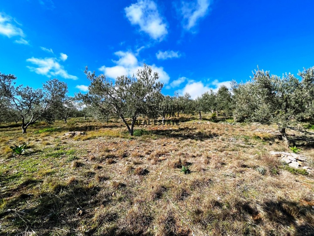 Αγροτεμάχια 9.200 τ.μ. προς πώληση, Αργολίδα, Ασκληπιείο