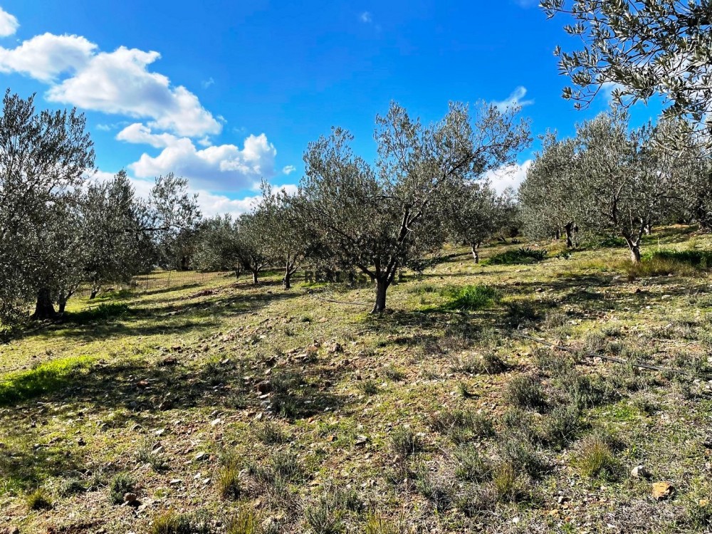Αγροτεμάχια 9.200 τ.μ. προς πώληση, Αργολίδα, Ασκληπιείο