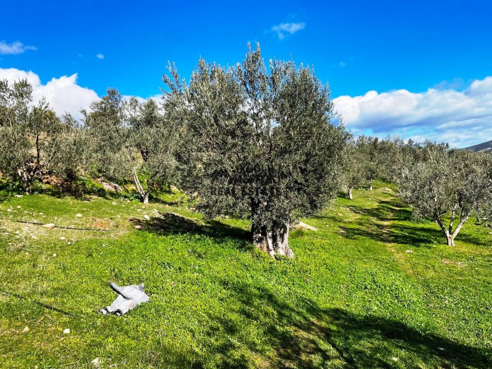 Αγροτεμάχια 9.200 τ.μ. προς πώληση, Αργολίδα, Ασκληπιείο
