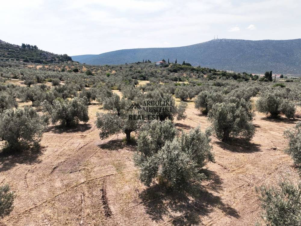 Αγροτεμάχια 8.400 τ.μ. πρός πώληση, Αργολίδα, Ασκληπιείο