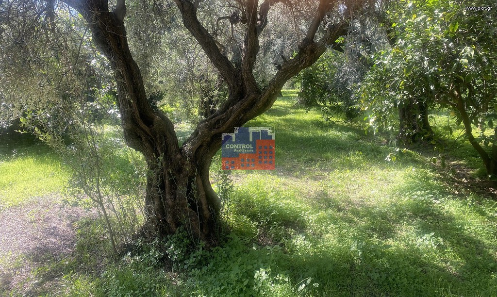 Οικόπεδο 1.000 τ.μ. προς πώληση, Διακοφτό