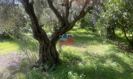 Οικόπεδο 1.000 τ.μ. για πώληση