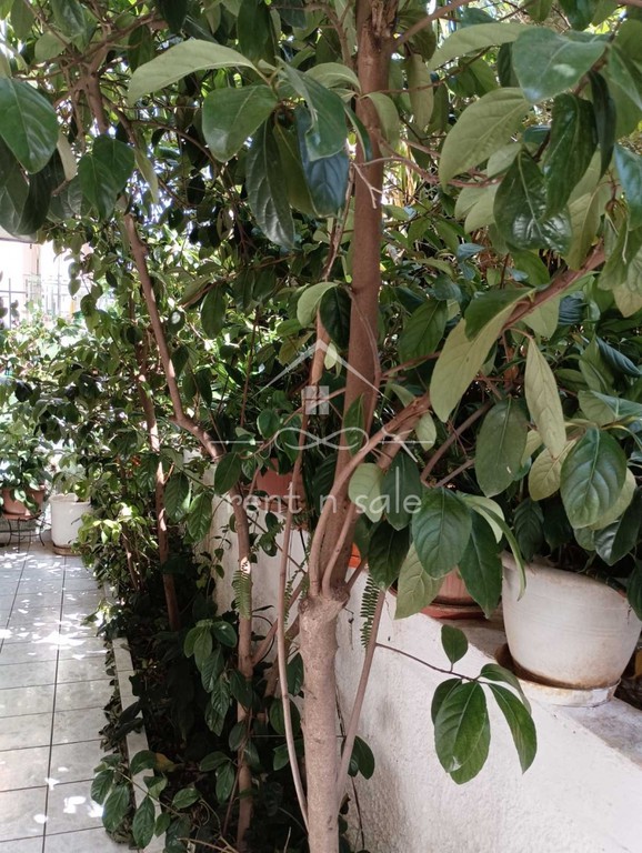 Διαμέρισμα 60 τ.μ. πρός ενοικίαση, Αθήνα - Βόρεια Προάστια, Χαλάνδρι