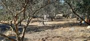 Land plot 2.034sqm for sale-Palaia Fokaia » Κέντρο