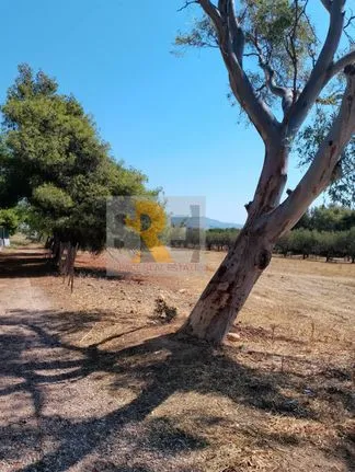 Land plot 483 sqm for sale, Athens - East, Paiania