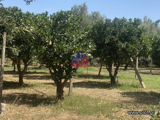 Αγροτεμάχια 5.000 τ.μ. για πώληση, Αχαΐα, Αίγιο-thumb-2