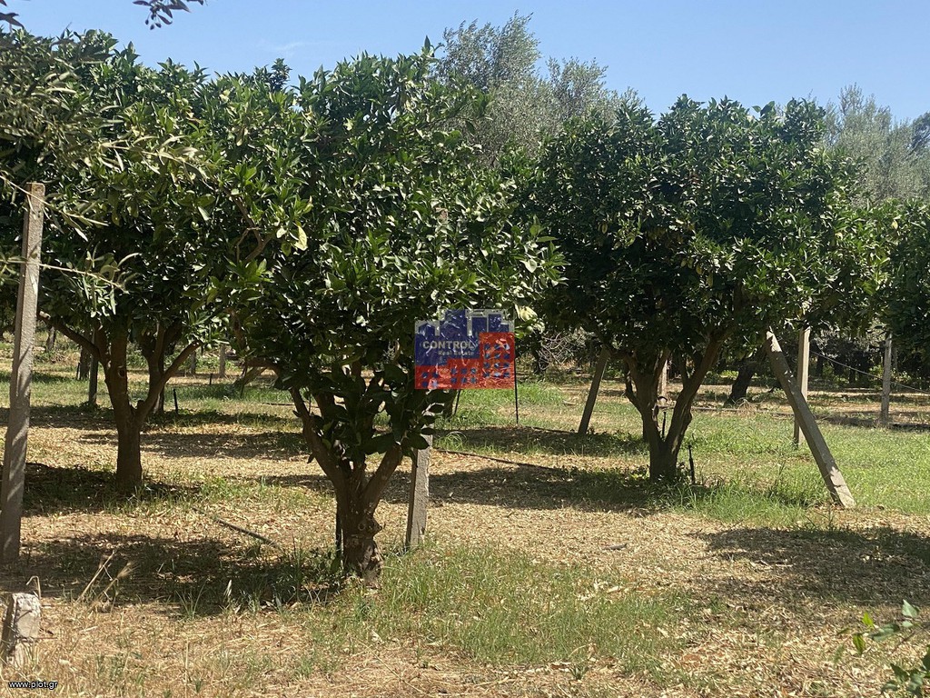 Αγροτεμάχια 5.000 τ.μ. προς πώληση, Αχαΐα, Αίγιο