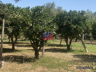 Αγροτεμάχια 5.000 τ.μ. για πώληση, Αχαΐα, Αίγιο-thumb-3
