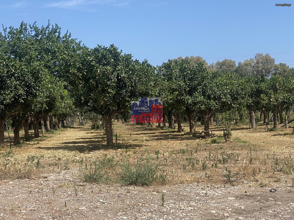 Αγροτεμάχια 5.000 τ.μ. προς πώληση, Αχαΐα, Αίγιο
