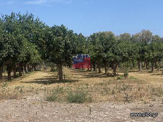 Αγροτεμάχια 5.000 τ.μ. για πώληση, Αχαΐα, Αίγιο-thumb-4
