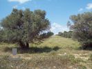 Land plot 5.945sqm for sale-Koropi » Agia Marina