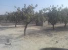 Land plot 6.000sqm for sale-Koropi » Kitsi