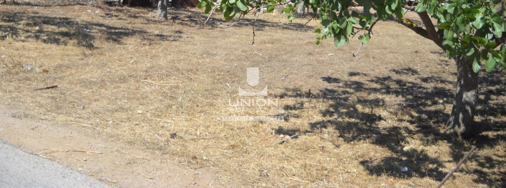 Αγροτεμάχια 1.500 τ.μ. προς ενοικίαση, Κίτσι