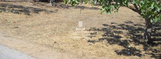 Αγροτεμάχια 1.500 τ.μ. για ενοικίαση