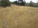 Land plot 6.000sqm for sale-Koropi » Kitsi