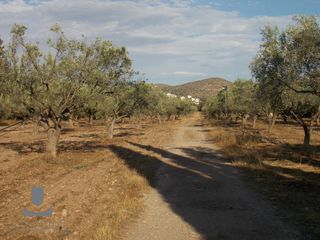 Οικόπεδο 25.000 τ.μ. προς πώληση