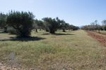 Land plot 2.400sqm for sale-Kalivia Thorikou » Lagonisi