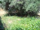 Land plot 225sqm for sale-Anavissos » Mavro Lithari