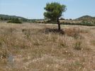 Land plot 3.500sqm for sale-Palaia Fokaia » Thimari