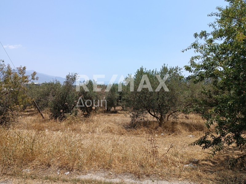 Οικόπεδο 5.400 τ.μ. πρός πώληση, Μαγνησία, Αισωνία