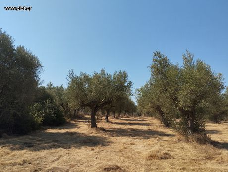 Αγροτεμάχια 7.500 τ.μ. για πώληση