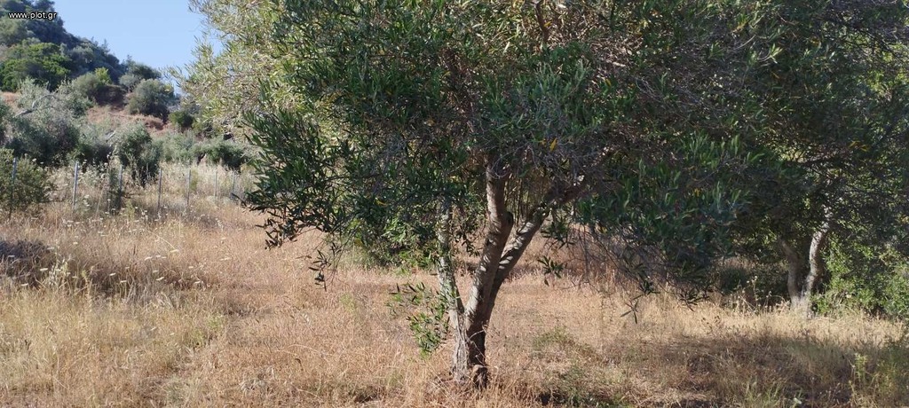Αγροτεμάχια 4.718 τ.μ. πρός πώληση, Χαλκιδική, Παλλήνη
