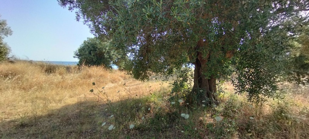 Αγροτεμάχια 4.718 τ.μ. πρός πώληση, Χαλκιδική, Παλλήνη
