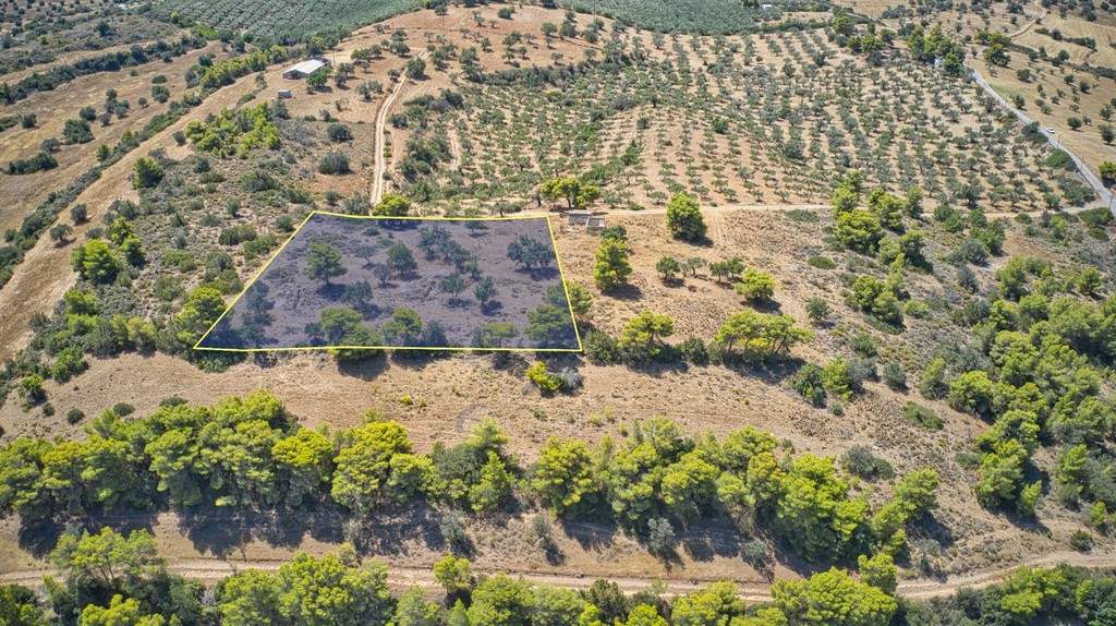 Αγροτεμάχια 4.000 τ.μ. προς πώληση, Κέντρο Κρανιδίου
