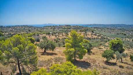Αγροτεμάχια 4.000 τ.μ. για πώληση