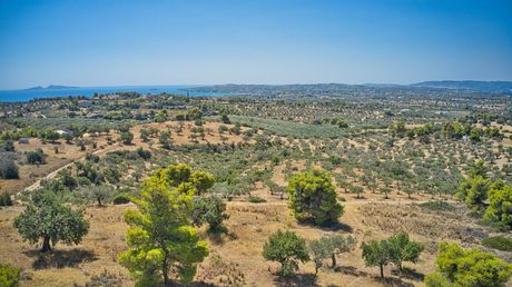 Αγροτεμάχια 4.008 τ.μ. για πώληση
